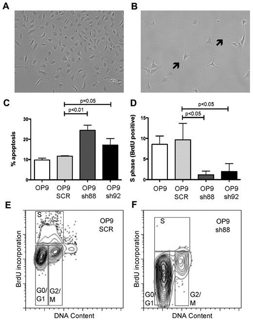 Figure 1. Rac1 knock-down impairs growth and induces apoptosis in the osteoblast cell line OP9. Photomicrograph of OP9 cells infected with nontargeting virus pLKO.1 (SCR; A) or infected with Rac1-shRNA 88 (pLKO.1 vector) demonstrating cytoskeletal elongation (B arrowheads). (C) Apoptosis (annexin V+ cells by flow cytometry) was induced by Rac1shRNA (88 and 92: apoptosis, 24.4% ± 2.6% and 17.4% ± 3.3%, respectively), but not with nontargeting hairpin (SCR, apoptosis 11.7% ± 0.2%, P < .01 vs sh88, P = .05 vs sh92). (D) Reduction in S-phase cell determined by bromodeoxyuridine incorporation caused by Rac1shRNA (88 and 92: S-phase 1.1% ± 0.9% and 1.9% ± 2.0%, respectively), but not nontargeting (SCR: S-phase 9.6% ± 4.0%, P < .05 for comparison with 88 and 92) control. (E) Representative image of bromodeoxyuridine incorporation in OP9 infected with nontargeting (SCR) control hairpin compared with Rac1shRNA 88 (F). All values are means ± SD. n = 3 per condition for each experiment.