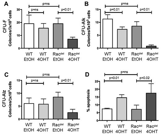 Figure 2. Rac deletion impairs osteoblast growth and differentiation in vitro. Primary osteoblast cultures were transduced with an inducible Cre-expressing retrovirus (MSCV-CreER-puro) and treated with 4OHT or with EtOH as a control. (A) CFU-Fs were significantly reduced in Rac-deleted osteoblast cultures after induction of Cre expression by 4OHT (CFU-F Racdel 19 ± 4.4 EtOH vs 7.0 ± 1.6 4OHT), but not in WT controls. (B) CFU-Alk was reduced in Rac-deleted osteoblast cultures after 4OHT treatment (CFU-Alk Racdel 8.5 ± 1.7 EtOH vs 0.8 ± 0.5 4OHT). A modest reduction in CFU-Alk was observed with 4OHT treatment in WT osteoblast controls. (C) CFU-Alz was reduced in Rac-deleted osteoblast cultures after 4OHT treatment (CFU-Alz Racdel 8.5 ± 1.9 EtOH vs 2.5 ± 1.3 4OHT). (D) Apoptosis (annexin V+ cells by flow cytometry) was increased in WT and Rac-deficient osteoblast cultures after 4OHT treatment (Racdel 7.1% ± 2.7% EtOH vs 17.4% ± 6.1% 4OHT; WT 7.4% ± 0.5% EtOH vs 14.5% ± 2.0% 4OHT). All values are means ± SD. n = 3 per condition for each experiment.