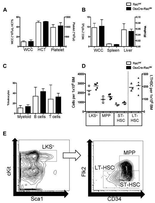 Figure 4. Deletion of Rac in osteoblasts does not affect hematopoiesis. (A) Peripheral blood counts were similar between Racdel and Osx-Racdel mice for white blood cell count (WCC, 9.6 ± 2.2 × 103/μL vs 10.3 ± 3.4 × 103/μL, respectively, P = ns), hematocrit (HCT, 48.8% ± 3% vs 50.6% ± 0.8% respectively, P = ns) and platelet counts (973 ± 140 × 103/μL vs 1052 ± 164 × 103/μL, respectively, P = ns; n = 3-6 biologic replicates). (B) No difference in BM cellularity from Racdel and Osx-Racdel mice (9.6 ± 2.2 × 103/μL vs 10.3 ± 3.4 × 103/μL per 1 femur, respectively, P = ns), liver weight (1.3 ± 0.2 g vs 1.0 ± 0.1 g, respectively, P = ns), or spleen weight (0.06 ± 0.02 g vs 0.05 ± 0.01 g, respectively, P = ns; n = 3-6 biologic replicates). (C) Peripheral blood immunophenotype was similar between Racdel and Osx-Racdel for myeloid (10.8% ± 4.7% vs 13.5% ± 3.6%, respectively, P = ns), B cells (33.9% ± 17.8% vs 43.2 ± 5.6%, respectively, P = ns), and T cells (28.1% ± 28.1% vs 32.5% ± 7.3%, respectively, P = ns; n = 3-6 biologic replicates). (D) HSC and progenitor cell populations were similar between Racdel and Osx-Racdel mice; LKS+ 2248 ± 456 vs 2730 ± 303; multipotent progenitors (MPP), 1280 ± 323 vs 1580 ± 244; short-term HSCs (ST-HSC), 736 ± 127 vs 906 ± 131; and long-term HSCs (LT-HSC), 193 ± 29 vs 206 ± 52; P = ns for all, expressed per 1 × 106 BM cells, each dot represents individual biologic replicate. (E) Representative flow cytometry data plot demonstrating gating strategy for LKS+, MPP, ST-HSC, and LT-HSC. All values are means ± SD. Open boxes, Racdel; shaded boxes, Osx-Racdel.