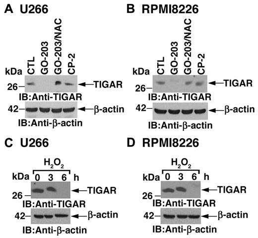 Figure 3. TIGAR expression is decreased by ROS. (A-B) U266 (A) and RPMI8226 (B) cells were left untreated, and treated with 5μM GO-203 or 5μM CP-2 each day for 3 days. The GO-203–treated cells were also incubated in the presence of 5mM NAC for the last 2 days. Lysates were immunoblotted with the indicated antibodies. (C-D) U266 (C) and RPMI8226 (D) cells were treated with 250μM H2O2 for the indicated times. Lysates were immunoblotted with the indicated antibodies.