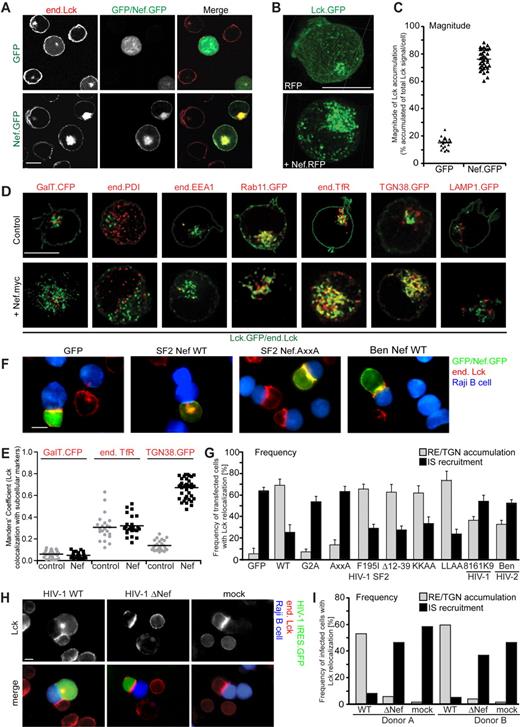 Figure 1. HIV-1 Nef targets Lck to the TGN and RE and prevents IS recruitment of the kinase. Scale bars indicate 10 μm. (A) Shown are representative confocal micrographs of Jurkat T lymphocytes transiently expressing GFP or Nef.GFP after staining for endogenous Lck. (B) 3D deconvolution of confocal micrographs scanning through Jurkat T lymphocytes expressing Lck.GFP in the presence of RFP (control) or Nef.RFP (+ Nef.RFP). (C) Quantification of Lck distribution in single cells. Depicted are the percentages of the total per-cell Lck signal detected in intracellular accumulation (see also supplemental Figure 1A). Each symbol designates a value for an individual cell. Bars indicate the mean values of all cells analyzed. (D) Representative confocal micrographs of Jurkat T lymphocytes expressing Lck.GFP in the absence (control) or presence of Nef.myc (+ Nef.myc). Lck is shown in green and subcellular markers in red. Subcellular markers were detected with staining by the respective Ab for endogenous (end.) proteins or by the fluorescent tag of coexpressed marker proteins. GalT.CFP is a Golgi marker; PDI, ER marker; EEA1,EE marker; Rab11.GFP and TfR, RE marker; TGN38.GFP, TGN marker; and LAMP1.GFP, lysosome marker. (E) Quantification of Lck colocalization with subcellular markers. Depicted are Manders coefficients of Lck overlapping with the indicated subcellular markers. Each symbol designates a value for an individual cell. Bars indicate the mean values of all cells analyzed. (F) Shown are representative merged micrographs of Jurkat T lymphocytes expressing GFP or the indicated Nef.GFP fusion proteins (green) in conjugates with SEE-pulsed Raji B cells (blue). Endogenous Lck is depicted in red. Note that expression of Nef prevents polarization of Lck to the IS and instead induces targeting of Lck to RE/TGN compartments. (G) Frequencies of RE/TGN accumulation versus IS recruitment of Lck on the expression of the indicated GFP fusion proteins. Values are the arithmetic means of at least 3 independent experiments ± SD, in which more than 100 conjugates were analyzed for the predominant localization of Lck per condition. Micrographs for those Nef proteins not shown in panel F are depicted in supplemental Figure 3A. (H) Micrographs of primary human T lymphocytes infected with WT ΔNef HIV-1 IRES.GFP reporter viruses (infected cells are shown in green). (I) Frequencies of RE/TGN accumulation and IS recruitment of Lck in HIV-1–infected primary human T lymphocytes from 2 donors.