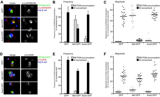 Figure 3. Nef specifically prevents IS recruitment of active Lck but not of Fyn. (A) Representative micrographs of active Lck (p-Lck505&394) in the presence of the indicated GFP fusion proteins in T lymphocytes in conjugates with SEE-pulsed Raji B cells (in blue). Scale bar indicates 10 μm. (B) Frequencies of cells with pronounced RE/TGN accumulation (gray bars) or IS recruitment (black bars) of p-Lck505&394 on expression of the indicated GFP fusion proteins. Values are the arithmetic means of at least 3 independent experiments ± SD in which more than 100 conjugates were analyzed per condition. (C) Magnitude of RE/TGN accumulation (gray symbols) or IS recruitment (black symbols) of p-Lck505&394 per cell. Values for individual cells are presented, with the arithmetic mean indicated by the black line, and depict the percentage of total Lck signal per cell detected in RE/TGN compartments or at the IS, respectively (see also supplemental Figure 1B). (D) Representative micrographs of p-Fyn528 in the presence of the indicated GFP fusion proteins in T lymphocytes in conjugates with SEE-pulsed Raji B cells (in blue). Scale bar indicates 10 μm. (E) Frequencies of cells with pronounced RE/TGN targeting (gray bars) or IS recruitment (black bars) of p-Fyn528 on expression of the indicated GFP fusion proteins. Values are the arithmetic means of at least 3 independent experiments ± SD in which more than 100 conjugates were analyzed per condition. (F) Magnitude of RE/TGN targeting (gray symbols) or IS recruitment (black symbols) of p-Fyn528 per cell. Values for individual cells are presented, with the arithmetic mean indicated by the black line, and depict the percentage of total p-Fyn528 signal per cell detected in RE/TGN compartments or at the IS, respectively.