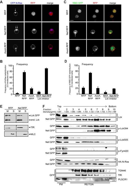 Figure 4. Nef TGN-association of active N-Ras downstream of Lck. (A) Representative confocal micrographs of Jurkat T lymphocytes expressing CFP.N-Ras (blue) together with the indicated RFP fusion proteins (red). Arrows indicate discrete or less compact localization of CFP.N-Ras in the presence of RFP/AxxA.RFP (1 arrow) or Nef.RFP (2 arrows), respectively. Scale bar indicates 10 μm. (B) Frequencies of cells that display dispersion of N-Ras into the expanded cytoplasmic pattern shown in the presence of Nef in panel A. Where indicated, Lck inhibitor (1μM) was added 3 hours before the analysis. Values are the arithmetic means of at least 3 independent experiments ± SD in which more than 100 cells were counted per condition. (C) Representative confocal micrographs of Jurkat T lymphocytes expressing HA.N-Ras (not shown) with the indicated RFP fusion proteins (red) and the Ras-binding domain of cRaf-1 fused to GFP as biosensor of Ras activity (RBD.GFP, green). Note that expression of Nef leads to a marked enrichment of active Ras at the TGN (indicated by the arrow). Scale bar indicates 10 μm. (D) Frequencies of cells that display accumulation of RBD.GFP at the TGN as shown in the presence of Nef in panel C. Values are the arithmetic means of at least 3 independent experiments ± SD in which more than 100 cells were counted per condition. Where indicated, Lck inhibitor (1μM) was added 3 hours before the analysis. (E) Membrane flotation analysis of Jurkat T lymphocytes expressing Lck.GFP with RFP or Nef.RFP. Lck.GFP and endogenous Lck were detected by an anti–Lck Ab. M indicates the membrane fraction; S, soluble fraction. TfR and MLC were used as markers for the membrane and soluble fractions, respectively. All samples were generated within the same experiment and run on the identical gel, but are separated by a vertical line to illustrate that lanes in between those shown were removed. (F) Subcellular fractionation. Postnuclear supernatants of homogenates of Jurkat T lymphocytes that were lentivirally transduced for expression of GFP or Nef.GFP (transduction efficiency above 98%) were subjected to sucrose density gradient centrifugation. Ten fractions were collected from the top of the gradient and analyzed by Western blotting for distribution of endogenous Lck, p-Lck394, p-Lck505, and p-Fyn409. For detection of N-Ras, Jurkat T lymphocytes were transfected with expression plasmids for HA.N-Ras and GFP or Nef.GFP plasmids. TGN46, TfR, and PLSCR1 serve as markers for gradient fractions containing TGN, RE, and PM, respectively.