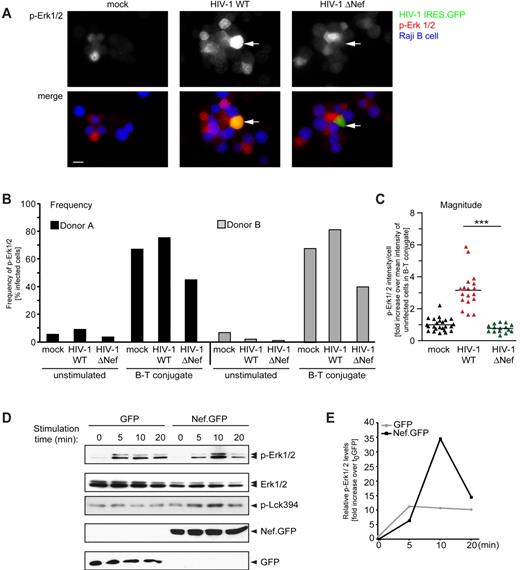 Figure 5. Nef expression increases p-Erk1/2 induction in infected and transduced primary T cells. (A) Representative micrographs of uninfected (mock) primary human T lymphocytes or after infection with the indicated HIV-1 IRES.GFP reporter viruses (infected cells in green) in conjugates with SEE-pulsed Raji B cells (in blue) after staining for p-Erk1/2 (in red). Arrows indicate infected cells in B-cell/T-cell conjugates. Note the higher level of p-Erk1/2 in the HIV-1 WT–infected cell in conjugate with a B cell compared with the ΔNef–infected cell and uninfected cells. Scale bar indicates 10 μm. (B) As in panel A, the frequencies of primary human T lymphocytes from 2 different donors with elevated p-Erk1/2 levels were analyzed. (C) Total per-cell levels of p-Erk1/2 in primary human T lymphocytes infected with WT or ΔNef HIV-1. Values for individual cells are presented, with the arithmetic mean indicated by the black line relative to uninfected control cells in conjugates. Asterisks indicate statistical significance by Student t test analysis. ***P ≤ .001; **P < .005; *P < .05. (D) Primary CD4+ T lymphocytes were lentivirally transduced for expression of GFP or Nef.GFP, stimulated with anti–CD3 Ab for the indicated times 48 hours after transduction, and cell lysates were analyzed by Western blotting for the detection of total (Erk1/2), active (p-Erk1/2) Erk, or active Lck (p-Lck394). Expression of GFP and Nef.GFP was analyzed with an anti-GFP Ab. (E) Quantification of p-Erk1/2 levels in the Western blot shown in panel D. The intensities of the bands were analyzed using Quantity One Version 4.6.5 software and are plotted as the ratio of p-Erk1/2 to total Erk1/2 levels. The value for the GFP control at t0 was arbitrarily set to 1, and all other values are plotted relative to this.