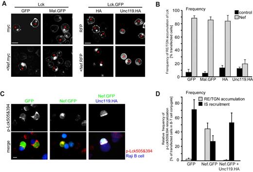 Figure 6. Expression of Unc119 partially restores Lck trafficking in the presence of Nef. Effects of coexpression of MAL and Unc119 on Nef-mediated RE/TGN targeting of Lck. (A) Representative confocal micrographs of Jurkat T lymphocytes cotransfected with expression plasmids for the indicated proteins. Myc and HA refers to empty control plasmids that encode only for the respective epitope tag. Shown is the distribution of Lck; red asterisks indicate cotransfected cells. Scale bar indicates 10 μm. Note that the expression of Unc119.HA releases Lck from the Nef-induced RE/TGN accumulation into a diffuse cytoplasmic distribution. (B) Frequencies of cells with RE/TGN accumulation of Lck. Values are the arithmetic means of at least 3 independent experiments ± SD in which more than 100 cells were counted per condition. (C) Effect of Unc119 coexpression on IS recruitment of Lck in the presence of Nef. Shown are representative micrographs of Jurkat T lymphocytes expressing GFP or Nef.GFP (green) in conjugates with SEE-pulsed Raji B cells (blue). Active p-Lck505&394 is depicted in red. Note that RE/TGN targeting and inhibition of IS recruitment of p-Lck505&394 by Nef is reversed by coexpression of Unc119.HA (dark blue). Scale bar indicates 10 μm. (D) Frequencies of RE/TGN accumulation versus IS recruitment of p-Lck505&394. Values are the arithmetic means of at least 3 independent experiments ± SD in which more than 100 cells were counted per condition.