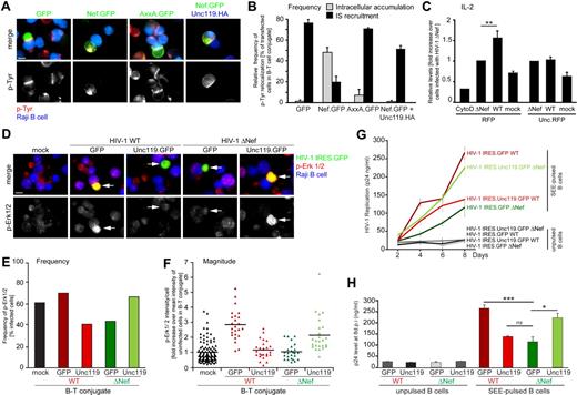 Figure 7. Retargeting of Lck is critically involved in Nef-induced alterations of TCR signaling and HIV-1 replication. (A) Microscopic analysis of p-Tyr (red) distribution in Jurkat T lymphocytes expressing the indicated GFP or Nef.GFP proteins in conjugates with SEE-pulsed Raji B cells (blue) Scale bar indicates 10 μm. (B) Frequencies of cells that displayed intracellular accumulation or IS recruitment of p-Tyr. Values are the arithmetic means of at least 3 independent experiments ± SD in which more than 100 cells were counted per condition. (C) Enhanced IL-2 production by HIV-1 Nef is reversed by Unc119. Jurkat T lymphocytes were transfected with an expression plasmid for RFP or Unc119.RFP, followed by infection with WT or ΔNef HIV-1 IRES.GFP or the mock control. Cells were stimulated with SEE-pulsed Raji B cells and intracellular IL-2 was measured in infected cells positive for RFP/Unc119.RFP. CytoD refers to uninfected cells treated with the actin-disrupting drug cytochalasin D before stimulation (0.625μM for 1 hour). Depicted is the mean fold increase of IL-2 levels relative to HIV-1 ΔNef–infected cells ± SD from 3 independent experiments. (D) Representative micrographs of uninfected (mock) primary human T lymphocytes or after infection with the indicated HIV-1 IRES.GFP reporter viruses in conjugates with SEE-pulsed Raji B cells after staining for p-Erk1/2. Arrows indicate infected cells in B-cell/T-cell conjugates. Note the low level of p Erk1/2 in the HIV-1 WT IRES.Unc119.GFP-infected cell in conjugate with a B cell compared with the WT-infected cell. Scale bar indicates 10 μm. (E) Frequencies of primary human T lymphocytes with elevated p-Erk1/2 levels. (F) Total per-cell levels of p-Erk1/2 in primary human T lymphocytes infected with the indicated viruses. Values for individual cells are presented, with the arithmetic mean indicated by the black line relative to uninfected control cells in conjugates. (G) The positive effect of Nef on HIV-1 replication is antagonized by Unc119 coexpression. Replication kinetics of the indicated HIV-1 viruses in PBMC/Raji B-cell cocultures are shown. Results shown are arithmetic means ± SD from triplicate infections of p24 concentrations in the cell culture supernatants harvested at the indicated time points. (H) Depicted are the mean p24 concentrations at 8 days after infection from the experiment shown in panel G, with the SDs indicated. Statistical significance was analyzed by the Student t test. ***P ≤ .001, **P < .005, and *P < .05.