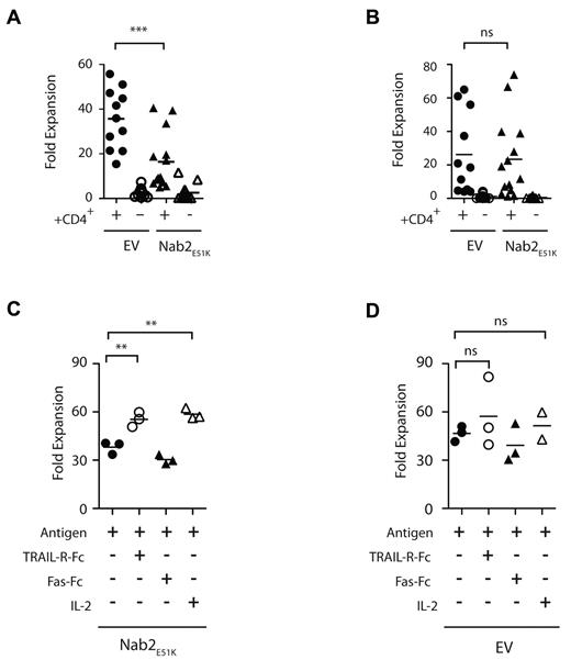 Figure 3. Nab2E51K affects CD8+ T-cell expansion after restimulation mediated through TRAIL. Sixty naive OTI T cells expressing Nab2E51K or the EV were transferred into C57BL/6J mice before immunization with OVA-loaded splenocytes in a helped or helpless setting. Seven days later, lymphocytes were harvested and the number of OVA257-264–specific T cells was determined by Kb-OVA257-264 tetramer staining. Cells were restimulated with MEC.B7.SigOVA cells for 7 days, and the number of OVA257-264–specific T cells was reassessed. The -fold expansion was determined for (A) exogenous Nab2E51K-expressing or EV-expressing OT-I T cells (A) and for the corresponding endogenous OVA257-264-specific CD8+ T-cell responses (B). Each data point represents an individual mouse or 2 pooled mice (n = 3). Graph shows data compiled from 3 individual experiments (GFP WT, n = 11; all other groups, n = 14). (C-D) CD8+ T cells were isolated from helped and helpless mice that had received OT-I-Nab2E51K cells (C) or OT-I-EV cells (D) before immunization with OVA-coated splenocytes. CD8+ T cells were restimulated with MEC.B7.SigOVA cells for 7 days in the presence of 5 μg/mL of TRAL-FC, 5 μg/mL of Fas-FC, or 20 CU/mL of recombinant human IL-2 or medium alone (ctrl). The secondary proliferation of GFP+ OTI T cells was assessed with Kb-OVA257-264 tetramer staining, as described previously.23 Secondary expansion of helped OT1-EV cells with Ag alone was significantly higher than that of Nab2E51K–expressing T cells (P < .05; supplemental Figure 2). Each data point represents T cells pooled from 2 mice; the figure depicts 3 biologic replicates. **P < .02; ***P < .002.