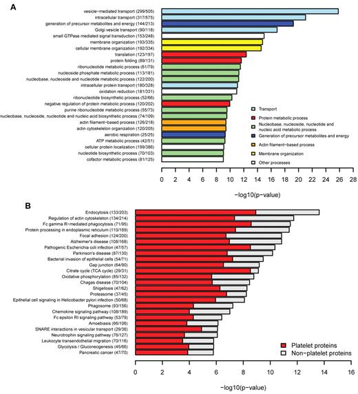 Figure 4. Functional enrichment of platelets. (A) Biological processes were tested for enrichment in platelets. The top most significantly enriched specific terms were plotted against the negative log10 of the P value and colored according to their general functional category. Number of platelet proteins and total proteins for each term are given in parentheses. There is enrichment of terms related to transport, membrane organization, actin-filament based processes, and GTPase-mediated signal transduction. (B) KEGG pathway enrichment. Endocytosis, regulation of actin cytoskeleton, and focal adhesion were highly enriched for platelet proteins.