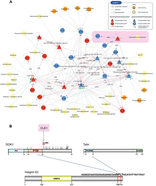 Figure 6. Case study on integrated network analysis. (A) A graphical representation of the core integrin signaling created by integrating information on phosphorylations, dephosphorylations (green arrows), and interactions (gray lines). Phosphorylations are shown according to the source of detection: red arrows indicate phosphorylations reported from human cells (HPRD), and blue arrows connect platelet proteins with experimentally verified phosphosites and their predicted kinase. The protein nodes are colored according to the source of phosphorylation (red represents phosphorylated in human cells; blue, phosphorylated in platelets; and yellow, a platelet nonphosphorylated protein), and the phosphorylation site is marked on each directed edge. Drugs are visualized with different colors according to the type of drug: investigational (experimental) or approved. DOK1, a docking protein associated with ITGB3 binding, is phosphorylated on Ser269 (highlighted). By further integrating kinase prediction and drug target information, the platelet kinase CLK1 has been proposed, and a putative therapeutic approach using the inhibitor debromohymenialdisine can be suggested. (B) Schematic representation of the DOK1 Ser269 phosphorylation site and the competitive binding between DOK1 and talin for the NPLY motif of the integrin β3-tail. DOK1 binds to the integrin and prevents talin from binding and activating the receptor.