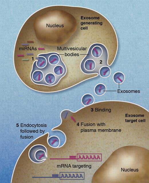 Schematic of microRNA transfer by exosomes. (1) microRNAs are selectively incorporated into the intraluminal vesicles of a multivesicular body. (2) Multivesicular bodies fuse with the plasma membrane, therewith secreting their intraluminal vesicles into the extracellular milieu. (3) Exosomes may bind to the plasma membrane of a target cell. Recruited exosomes may either fuse directly with the plasma membrane (4) or first be endocytosed and then fuse with the delimiting membrane of an endocytic compartment. (5) Both pathways result in the delivery of the exosomal microRNA to the cytosol of the target cell where it may associate with and silence corresponding mRNA. Professional illustration by Alice Y. Chen.