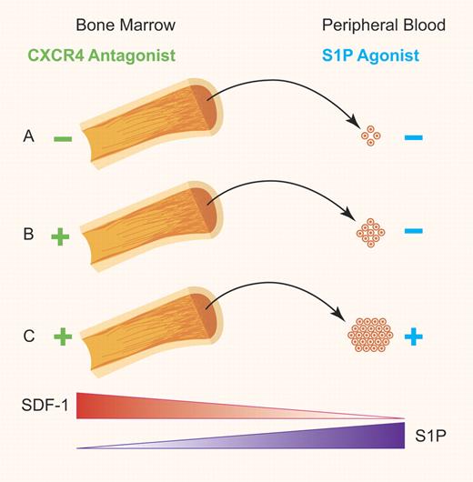 (A) Basal levels of HSC egress from the BM into the PB sinusoid. (B) Stimulated release of HSCs from the BM into the PB facilitated by the S1P/S1P1 axis gradient after disruption of the SDF-1/CXCR4 axis that normally retains HSCs in the bone marrow. (C) Increased levels of HSC mobilization into the PB achieved through augmentation of S1P in the PB in conjunction with disruption of SDF-1/CXCR4 axis. Professional illustration by Paulette Dennis.