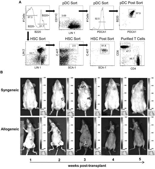 Figure 1. Purification, homing, and in vivo proliferation of donor pDCs after allogeneic transplantation. (A) Gating strategy for sorting both HSCs and pre-pDCs from mouse bone marrow. After initial scatter-based gating to exclude doublets, the B220+ and B220− populations were identified and further gated for pre-pDC and HSC sorting, respectively. Pre-pDCs were defined as B220+, lineage 1− (lineage 1 = CD3, CD11b, CD19, CD49b, IgM, and Ter119), CD11c+, and PDCA1+. Postsort analysis is shown in the top right plot. HSCs were defined as lineage 1− (with less stringent gating than used for the pDC sort), lineage 2− (lineage 2 = CD4, CD8, GR-1, and I-Ab), Sca-1+ and C-kit+. Postsort HSC analysis is shown in the third plot, bottom row. Analysis of CD4 and CD8 content of T cells purified by negative immunomagnetic selection (without prior gating) is shown in the bottom right plot. (B) Bioluminescent imaging images of pDCs trafficking in syngeneic and allogeneic recipients. FVB (H-2q; n = 5) and BA.B10 (CD90.1+, H-2k; n = 5) recipients were lethally irradiated and injected with pre-pDCs sorted from L2G85 luciferase+ mice in combination with FVB HSCs and T cells. Bioluminescent imaging images were taken weekly; representative images are shown. The abdomens of black-furred B10.BR allogeneic recipients (bottom panels) were depilidated with Nair before bioluminescent imaging.