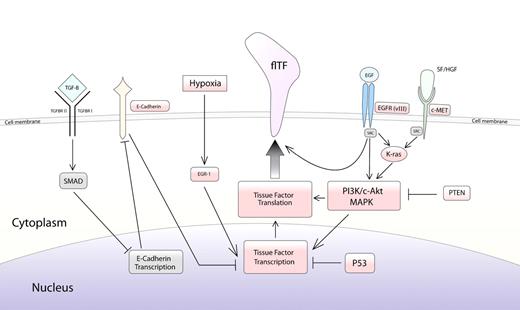 Figure 1. Defined oncogenic transformations drive TF expression in cancer. Defined pathways regulating expression of TF in cancer are as follows: (1) Epidermal-to-mesenchymal transformation and TGF-β signaling.11,15 TGF-β indicates transforming growth factor-β; TGFBRI/II, transforming growth factor receptors I and II; and SMAD, contraction of “small” and “mothers against decapentaplegic.” (2) Hypoxia-induced signaling.19 EGR-1 indicates early growth response protein-1. (3) EGFR- and PTEN-dependent pathways.9–11,13 EGF indicates epidermal growth factor; EGFR, epidermal growth factor receptor; and PTEN, phosphatase and tensin homolog. (4) Src-signaling pathways.12 Src indicates Rous sarcoma oncogene cellular homolog12; the c-MET mutation leads to enhanced expression of HGFR (hepatocyte growth factor receptor). (5) Loss of K-ras and p53.7,8,13,14 K-ras indicates V-Ki-ras2 Kirsten rat sarcoma viral oncogene homolog; P53, protein 53; PI3, phosphatidylinositol-3′; and MAP, mitogen-activated protein.
