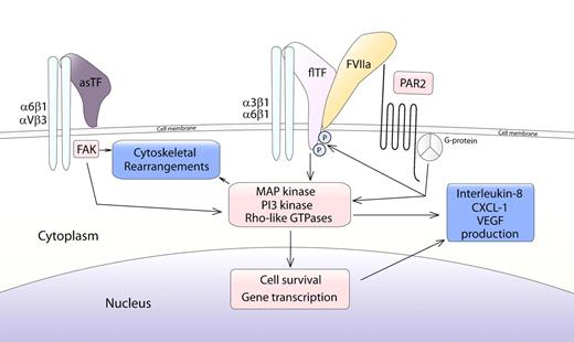 Figure 2. TF isoforms exert cellular effects via PAR2 and integrin ligation. The membrane-bound flTF/FVIIa complex signals via the G-coupled PAR24,24,25,30,31,43 when coupled to α6β1 or α3β1 integrins.28–30 The phosphorylation status of the flTF cytoplasmic domain balances protease activated receptor (PAR2) signaling.27,29,31 asTF ligates α6β1 and αVβ3 integrins, leading to signaling via focal adhesion kinases (FAK), independent of FVIIa and PAR2.5 The resulting signaling pathways regulate cell survival and motility and induce release of angiogenic factors.4,5,23,24,25,30 PI3 indicates phosphatidylinositol-3′; MAP, mitogen-activated protein; CXCL-1, chemokine ligand-1; and VEGF, vascular endothelial growth factor.