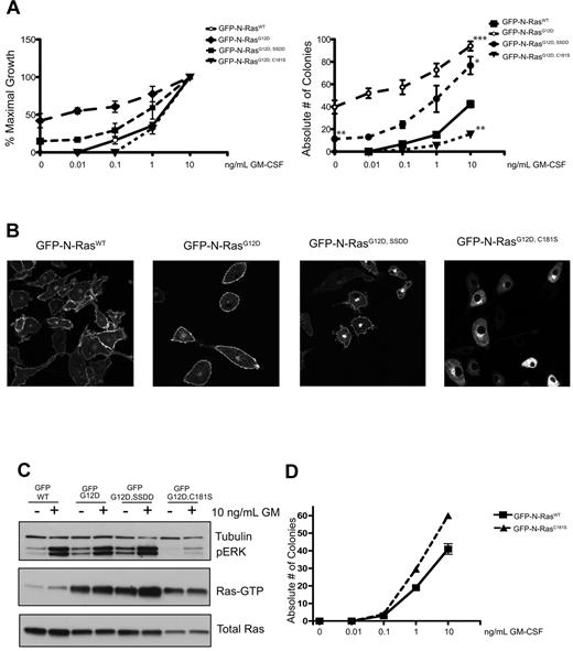 Figure 1. Functional analysis of N-RasG12D mutant proteins. (A) CFU-GM growth of GFP+ fetal liver cells expressing WT N-Ras, N-RasG12D, and N-RasG12D HVR mutant proteins over a range of GM-CSF concentrations. The data are shown as percentage of maximal growth (left panel) and the absolute number of colonies (right panel) for each construct. The data presented are from 3 independent experiments. Asterisks on the right panel indicate statistically significant differences in colony growth: *P < .05; **P < .005; ***P < .0005. Cytokine-independent CFU-GM growth was only observed in cells expressing N-RasG12D, SSDD or N-RasG12D, and was significantly lower for the SSDD mutant. For statistical analyses, the number of CFU-GM colonies that formed in cells expressing WT N-Ras in the presence of a saturating concentration of GM-CSF (10 ng/mL) was compared with all 3 mutants. Cells expressing N-RasG12D, SSDD or N-RasG12D formed significantly more colonies, whereas cells expressing N-RasG12D, C181S formed significantly fewer. (B) Confocal imaging of macrophages differentiated from GFP+ fetal liver cells. Note that the SSDD mutant protein accumulates in the Golgi and that the C181S mutant is absent from the plasma membrane. The confocal images were acquired on the Zeiss LSM 510 NLO Meta using the Plan-APOCHROMAT 63×/1.4 aperture oil objective. Images were taken on live cells grown on Lab-Tek chambered coverglass w/cvr at 25°C. We used GFP as the fluorochrome, and fluorescent signals were detected using photomultiplier tubes. We used the acquisition software LSM 510 and no further manipulation of the images was performed. (C) Biochemical analysis of cultured GFP+ fetal liver cells differentiated into macrophages in vitro. The cells were deprived of serum overnight and stimulated with 10 ng/mL GM-CSF for 20 minutes. The 3 G12D mutant proteins accumulate in the GTP-bound conformation, and both total Ras expression and ERK activation are severely attenuated by the C181S substitution. (D) CFU-GM growth of fetal liver cells expressing WT N-Ras and WT N-Ras with the C181S mutation over a range of GM-CSF concentrations. The data presented are from 3 independent experiments.