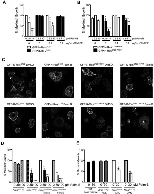 Figure 2. Effects of palmostatin B on CFU-GM and blast colony growth. (A-B) CFU-GM were grown from fetal liver cells expressing N-RasG12D, K-RasG12D, N-RasG12D, KHVR, and K-RasG12D, NHVR at 0 and 0.1 ng/mL GM-CSF in the presence palmostatin B. As in Figure 1, the data presented are from 3 independent experiments. Asterisks indicate statistically significant reductions in colony growth compared with untreated cells that were transduced with the same vector and plated in parallel: *P < .05; ***P < .0005. Only cells infected with MSCV vectors encoding proteins containing the N-Ras HVR are sensitive to treatment. (C) Confocal imaging of differentiated macrophages from GFP+ fetal liver cells after treatment with 10μM palmostatin B for 15 minutes. Proteins containing the N-Ras HVR show reduced localization at the plasma membrane by palmostatin B treatment. The confocal images were acquired on the Zeiss LSM 510 NLO Meta using the Plan-APOCHROMAT 63×/1.4 aperture oil objective. Images were taken on live cells grown on Lab-Tek chambered coverglass w/cvr at 25°C. We used GFP as the fluorochrome, and fluorescent signals were detected using photomultiplier tubes. We used the acquisition software LSM 510 and no further manipulation of the images was performed. (D) Effects of palmostatin B on cytokine-independent CFU-GM growth from the bone marrows of 3-month-old Mx1-Cre; LSL-NrasG12D/+, Mx1-Cre; LSL-KrasG12D/+, Mx1-Cre; LSL-NrasG12D/G12D mice as well as from 6-month-old Mx1-Cre, LSL-NrasG12D/G12D mice. One mouse of each genotype was analyzed in 2 independent experiments. Asterisks indicate statistically significant reductions in CFU-GM growth compared with untreated cells of the same genotype: *P < .05; **P < .005; ***P < .0005. (E) Recipient mice that were transplanted with Mx1-Cre, LSL-NrasG12D and Mx1-Cre, LSL-KrasG12D AML cells died of aggressive leukemia (leukocyte counts > 100 000/mm3). Blast colony growth was assessed from bone marrow cells plated in 10 ng/mL GM-CSF with or without palmostatin B. The growth of CFU-GM colonies from a WT mouse was compared with blast colony growth from the same Kras mutant AML and from 2 Nras AMLs in 2 independent experiments. Asterisks indicate statistically significant reductions in CFU-GM growth compared with untreated cells from the same mice: *P < .05; **P < .005.