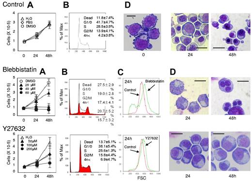 Figure 1. Myosin inhibitors block cell division of human CFU-E. Human CFU-E generated from purified CD34+ cells were cultured for the indicated periods in the presence of EPO with or without various concentrations of inhibitors for non-muscle myosin II ATPase (blebbistatin) and a myosin activator Rho kinase (Y27632). (A) Effects of inhibitors and vehicle on the proliferation of CFU-E. Results are presented as the mean ± SD of 3 independent experiments. (B) Cell cycle analysis of cells cultured for 24 hours with (red areas) or without (solid lines) 80μM blebbistatin and 200μM Y27632. A representative result of 3 independent experiments is shown and is presented as the mean ± SD. (C) Size distribution analysis of CFU-E before (0 hours) and after 24 hours culture (red) with 80μM blebbistatin (green, middle panel) and 200μM Y27632 (green, bottom panel). A representative result of 3 independent experiments is shown. (D) May-Grünwald-Giemsa staining of cells cultured for 24 and 48 hours with or without 80μM blebbistatin and 200μM Y27632. A representative result of 3 independent experiments is shown. Scale bar = 10 μm.