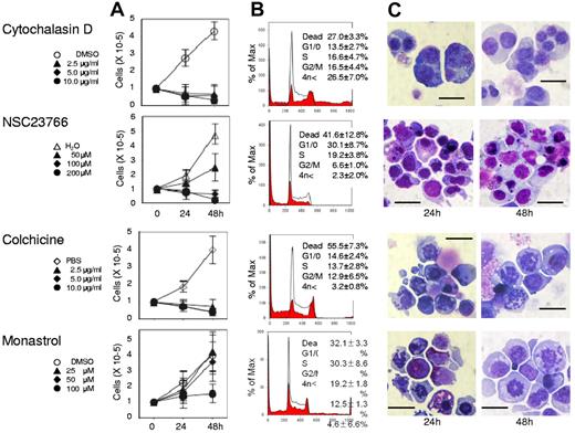 Figure 2. Actin, tubulin, and Eg5 inhibitors block cell division of human CFU-E. Human CFU-E were cultured for the indicated periods in the presence of EPO with or without various concentrations of inhibitors for actin polymerization (cytochalasin D and NSC23766), tubulin (colchicine) and Eg5 (monastrol). (A) Effects of inhibitors and vehicle on the proliferation of CFU-E. Results presented are the mean ± SD of 3 independent experiments. (B) Cell cycle analysis of cells cultured for 24 hours with (red areas) or without (solid lines) 10μg/mL cytochalasin D, 200μM NSC23766, 10 μg/mL colchicine and 100μM monastrol. A representative result of 3 independent experiments is shown and is presented as the mean ± SD (C) May-Grünwald-Giemsa staining of cells cultured for 24 and 48 hours with or without 10 μg/mL cytochalasin D, 200μM NSC23766, 10 μg/mL colchicine and 100μM monastrol. A representative result of 3 independent experiments is shown. Scale bar = 10 μm.