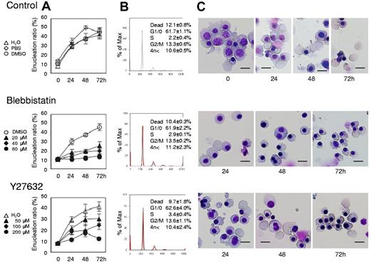 Figure 4. Myosin inhibitors block enucleation of human erythroblasts. Human CFU-E were cultured with EPO for an additional 4 days (day 11 cells) and differentiated to the level of mature erythroblasts incipient of enucleation. Mature erythroblasts were then cultured in the presence of EPO with or without various concentrations of inhibitors for non-muscle myosin II ATPase (blebbistatin) and a myosin activator Rho kinase (Y27632). (A) Effects of inhibitors and vehicle on the enucleation of day 11 mature erythroblasts. Results are presented as the mean ± SD of 3 independent experiments. (B) Cell cycle analysis of cells cultured for 24 hours with (red lines) or without (black lines) 80μM blebbistatin and 200μM Y27632. A representative result of 3 independent experiments is shown and is presented as the mean ± SD. (C) May-Grünwald-Giemsa staining of day 11 cells cultured for 24, 48 and 72 hours with or without 80μM blebbistatin and 200μM Y27632. A representative result of 3 independent experiments is shown. Scale bar = 10 μm.