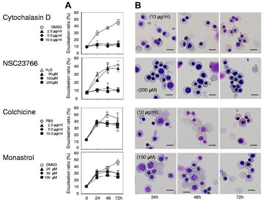 Figure 5. Actin inhibitors, but not tubulin/Eg5 inhibitors, block enucleation of human erythroblasts. Mature erythroblasts were cultured in the presence of EPO with or without various concentrations of inhibitors for actin polymerization (cytochalasin D and NSC23766), tubulin (colchicine) and Eg5 (monastrol). (A) Effects of inhibitors and vehicle on the enucleation of mature erythroblasts. Results are presented as the mean ± SD of 3 independent experiments. (B) May-Grünwald-Giemsa staining of cells cultured for 24, 48 and 72 hours with or without 10 μg/mL cytochalasin D, 200μM NSC23766, 10 μg/mL colchicine and 100μM monastrol. A representative result of 3 independent experiments is shown. Scale bar = 10 μm.