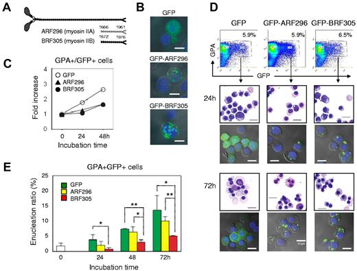Figure 7. Enucleation of human erythroblasts involves non-muscle myosin IIB. (A) A schematic presentation of rod fragments: ARF296 (for myosin IIA) and BRF305 (for myosin IIB). (B) Confocal microscopy of CFU-E transfected by pEGFP-ARF296 and pEGFP-BRF305. Scale bar = 10 μm. (C) CFU-E were transfected with pEGFP-ARF296 and pEGFP-BRF305. After 24 hours of incubation, the dead cells were removed and then incubated in the erythroid medium. After culture for the indicated period, the cells were harvested, counted and GPA+/GFP+ cells were analyzed by flowcytometry. Representative data for 2 independent experiments are shown. (D) Mature day 10 erythroblasts were transfected with pEGFP-ARF296 and pEGFP-BRF305. GPA+/GFP+ cells were sorted and cultured in the erythroid medium. After culture for the indicated period, the cells were harvested and stained with May-Grünwald-Giemsa. An aliquot of the cells were observed by confocal microscopy. Scale bar = 10 μm. (E) GPA+/GFP+ cells were cultured in the erythroid medium. At the indicated period, the cells were harvested and counted. Results are presented as the mean ± SD of 3 independent experiments. *P < .05 and **P < .01.