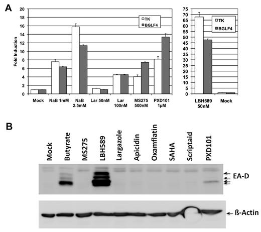 Figure 4. HDAC inhibitor–mediated induction of EBV lytic-phase gene expression. (A) Comparison of TK and BGLF4 transcript expression in P3HR1 cells after exposure to different HDAC inhibitors. Cells were treated with individual HDAC inhibitors as indicated and total RNA was analyzed by reverse transcription and real-time PCR analysis as described in the legend to Figure 2. Expression of β-actin mRNA under similar treatment conditions was used to normalize the dataset. (B) Immunoblot analysis for EA-D protein. Thirty micrograms of whole-cell lysates from individual HDAC inhibitor–treated cells (for 48 hours) or untreated cells were separated in 10% SDS-PAGE, transferred to a nitrocellulose membrane, and immunoblotted with a 1:2000 dilution of mouse anti-EBV EA-D Ab (Millipore). Equal loading of proteins was verified by immunoblotting with 1:15 000 dilution of mouse anti–β-actin Ab (Sigma-Aldrich). Each assay was repeated 3 times and error bars in each individual figure represent SDs.