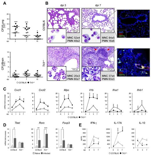 Figure 1. Tlr3−/− mice are highly susceptible to pulmonary aspergillosis. C57BL/6 or Tlr3−/− mice were infected intranasally with live A fumigatus conidia (6-8 mice/group). (A) Fungal growth (mean CFUs ± SE) in the lungs and brains of infected mice was assessed at different days postinfection (dpi). (B) Lung histology (periodic acid-Schiff staining), bronchoalveolar lavage morphometry, expressed as a percentage (mean ± SD) of mononuclear cells (MNCs) or polymorphonuclear (PMN) cells, and immunofluorescence of infected mice at different dpi. Note the sustained inflammatory cell recruitment in the lungs and bronchoalveolar lavage (May-Grünwald Giemsa staining in the inset using a 100×/1.3 oil objective) of Tlr3−/− mice and the presence of peribronchiolar lymphocyte infiltrates (at 3 dpi; arrows in periodic acid-Schiff staining and immunofluorescence images). Cell-surface markers used for DC and T-cell visualization were CD11c (green, Alexa Fluor 488) and CD3 epsilon followed by PE-secondary Ab (Red-647), respectively. Cell nuclei were stained blue with 4′,6-diamidino-2-phenylindole and then mounted with Vectashield mounting medium (Vector Laboratories). Representative images of 2 independent experiments were visualized with a 40×/0.75 objective. All images were captured on the BX51 upright microscope (Olympus) using a high-resolution Microscopy Olympus DP71 camera (Olympus) and digitally acquired using the Cell∧P software (Version 3.2 build 2108, Olympus). Bars in histology sections indicate magnifications. (C) Lung total RNA from infected mice was extracted from naive (0) or at 1, 3, and 7 dpi, and the relative expression of Cxcl1, Cxcl2, Mpo, Il1b, Ifna1, and Ifnb1 was assessed by RT-PCR. (D) Total RNA was extracted from purified CD4+ T cells from the draining lymph nodes of naive or infected mice at 7 dpi, and the relative expression of Tbet, Rorc, and Foxp3 was assessed by RT-PCR. (E) Total lung homogenates at 3 and 7 dpi were assessed for levels of IFN-γ, IL-17A and IL-10 by specific ELISA (mean values ± SD). Data are pooled from 3 independent experiments. *P < .05; **P < .01; and ***P < .001 for infected versus naive mice (panel D) or Tlr3−/− vs C57BL/6 mice panel (panels A, C, and E).