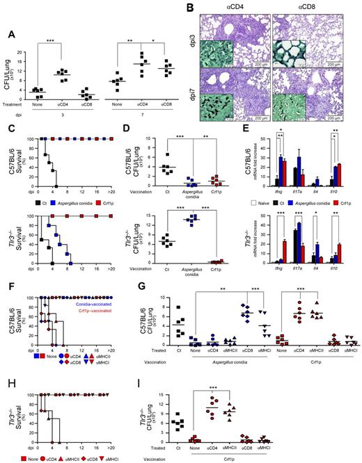 Figure 2. Tlr3−/− mice fail to develop MHC class I–restricted CD8+ T-cell responses after vaccination. (A) C57BL/6 mice were treated with a total of 300 μg of anti-CD4 or anti-CD8 Ab the day before or 1 or 3 days after the intranasal infection with live A fumigatus conidia (6-8 mice/group). “None” indicates mice receiving isotype control Ab. Depletion of the corresponding T-cell subsets with this regimen was between 95% and 98% at 3 and 7 days postinfection (dpi). (B) Periodic acid-Schiff staining of the lungs from mice treated in panel A. Note the presence of fungi (Gomori methenamine silver staining in the inset) and the sustained inflammation in the lungs of CD4-depleted mice throughout the infection, as opposed to the increased inflammation and fungal growth only observed at 7 dpi in CD8-depleted mice. Images were visualized with the 40×/0.75 objective on the BX51 upright microscope (Olympus) and captured using a high-resolution Microscopy Olympus DP71 camera (Olympus) and digitally acquired using the Cell∧P software (Version 3.3 build 2108, Olympus). Bars indicate magnifications. Lung histology of untreated mice was similar to those shown in Figure 1. (C) Survival (%), (D) fungal growth (CFUs, mean ± SE), and (E) relative lung expression of Ifng, Il17a, Il4, and Il10 by RT-PCR in C57BL/6 or Tlr3−/− mice vaccinated with A fumigatus conidia 14 days before (blue color) or with the recombinant fungal Ag Crf1p + CpG 14 7 and 3 days (red color) before subsequent intranasal infection with live conidia (6-8 mice/group). Mice were given cyclophosphamide 1 day before the infection. Fungal growth and gene expression were assessed at 3 dpi. CpG alone failed to induce vaccine-induced resistance, as reported previously.24 Survival (F and H) and fungal growth (at 3 dpi; G and I) in mice treated with anti-CD4, anti-CD8, anti–MHC class I, or anti–MHC class II mAbs in concomitance with A fumigatus conidia vaccination (blue color) or Crf1p + CpG vaccination (red color). Treatment with anti-CD4 alone, but not anti-CD8, anti–MHC class I-A, or anti–MHC class II mAbs alone, further increased the susceptibility to the infection in cyclophosphamide-treated mice compared with control mice. Ct indicates infected unvaccinated mice; none, vaccinated mice treated with an isotype control Ab. Bars indicate magnifications. Data are representative of at least 3 independent experiments. *P < .05; **P < .01; and ***P < .001 for vaccinated versus unvaccinated mice (panels D-E) or treated versus untreated mice (panels A, G, and I).