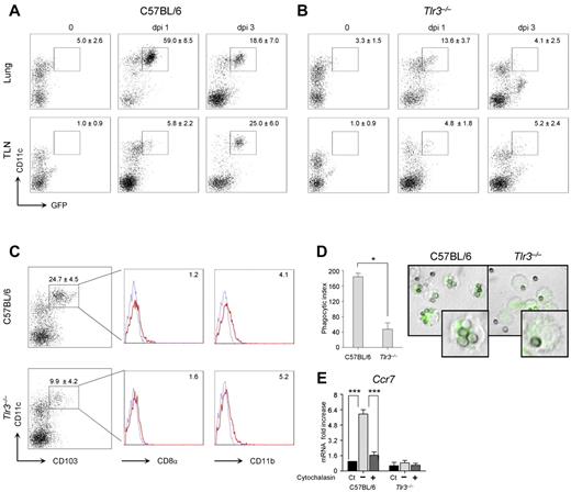 Figure 3. Migratory CCR7+ DCs are defective in Tlr3−/− mice. C57BL/6 mice (A) or Tlr3−/− mice (B) were infected intranasally with GFP-expressing A fumigatus conidia, and the numbers of GFP+ CD11c+ cells were assessed by flow cytometry on T- and B-cell–depleted lungs or draining lymph nodes at different days postinfection (dpi). Numbers (mean values ± SD, n = 3) refer to the percentage of positive cells on gated CD11c+ cells. Shown is one representative experiment. (C) Phenotype of CD11c+ DCs from naive C57BL/6 or Tlr3−/− mice. Flow cytometry was performed on gated CD11c+ DCs enriched from lungs. Numbers (mean values ± SD, n = 3) refer to the percentage of CD103+ cells. Histograms refer to cells expressing CD8α or CD11b on gated CD103+ cells from one representative experiment. Isotype-matched rat IgG2a (CD8α) or IgG2b (CD11b) control staining is shown in the blue histograms. Phagocytic index (n = 3; D) and relative expression of Ccr7 (RT-PCR, mean values ± SD of at least 3 independent experiments assessed in triplicates; E) by purified lung DCs. Monolayers of DCs were added to live GFP-expressing conidia for 2 hours at 37°C. Cytochalasin D was added for 1 hour at 37°C before phagocytosis. After quenching the fluorescence of bound, uningested conidia with Trypan blue, phagocytosis was quantified via phase contrast and fluorescence microscopy using the 100× objective and the DCs were fixed in 1% paraformaldehyde (shown are representative microscopic images of 2 independent experiments visualized with the 100×/1.3 oil objective on the BX51 upright microscope (Olympus). All images were captured using a high-resolution Microscopy Olympus DP71 camera (Olympus) and digitally acquired using the Cell∧P software (Version 3.3 build 2108, Olympus)). Ct indicates control, unexposed cells.
