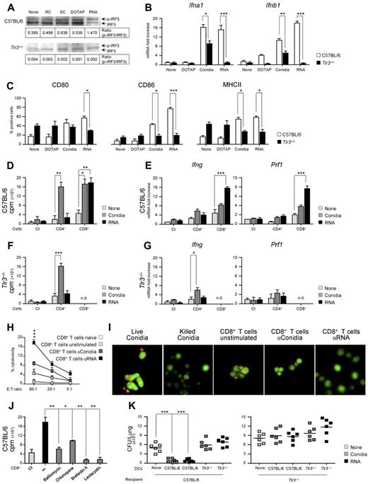 Figure 4. Recognition of fungal RNA is defective in Tlr3−/− DCs. C57BL/6 or Tlr3−/− lung DCs from naive mice were left unpulsed (None) or were pulsed with resting (RC) or swollen (SC) A fumigatus conidia, DOTAP alone, or fungal RNA + DOTAP for 2 hours. (A) Phosphorylation of IRF3 (p-IRF3) in DCs pulsed as above. Shown is a representative Western blot of 3 independent experiments. The IRF3 bands were quantified and the ratios of phosphorylated to total IRF3 are shown. (B) Relative expression of Ifna1 and Ifnb1 (RT-PCR) and (C) expression of CD80, CD86, and MHC class II (flow cytometry) on pulsed DCs (mean values ± SD of at least 3 independent experiments assessed in triplicate). Flow cytometry was performed 6 hours after pulsing and results are expressed as the percentage of positive cells. (D, F) T-cell proliferation induced by conidia- or RNA-pulsed DCs in CD4+ or CD8+ T cells purified from lungs of C57BL/6 mice (D) or Tlr3−/− mice (F) 1 week after the intranasal infection and assessed for lymphoproliferation after 72 hours coculture with pulsed DCs from naive mice. DNA synthesis was measured by 3H-thymidine uptake (cpm, counts per minute). Ct indicates pulsed DCs alone. (E, G) Relative expression of Ifng and Prf1 by RT-PCR in CD4+ and CD8+ T cells exposed to conidia- or fungal RNA–pulsed DCs for 24 hours from C57BL/6 mice (E) or Tlr3−/− mice (G). (H) Cytolytic activity of CD8+ T cells from C57BL/6 mice, obtained as in panel D, against conidia-pulsed DCs at different effector cell:target cell (E:T) ratios. Shown is the percentage of specific cytotoxic activity determined by a standard 4-hour 51Cr-release assay. (I) Conidiocidal activity of culture supernatants from CD8+ T cells exposed as in panel H. Live conidia were labeled with the fluorescent molecular stain FUN-1 and incubated overnight with culture medium from cultured CD8+ T cells before examination by fluorescence microscopy. Metabolically active conidia accumulate orange fluorescence in vacuoles, whereas dormant and dead conidia stain green. Shown are representative fluorescence microscopy images of 3 independent experiments visualized with the 100×/1.3 oil objective on the BX51 upright microscope (Olympus). All images were captured using a high-resolution Microscopy Olympus DP71 camera (Olympus) and digitally acquired using the Cell∧P software (Version 3.3 build 2108, Olympus). (J) CD8+ T-cell proliferation induced by RNA-pulsed C57BL/6 DCs in the presence or not (−) of inhibitors targeting class II (bafilomycin A1 and chloroquine) or class I (brefeldin A and lactacystin) Ag-presentation pathways. Ct, CD8+ T cells alone. (K) Adoptive transfer of C57BL/6 or Tlr3−/− DCs pulsed with conidia or fungal RNA into C57BL/6 or Tlr3−/− mice. DCs were adoptively transferred by IP injection twice a week before the infection. Fungal growth in the lungs (mean CFUs ± SE, representative of at least 3 independent experiments) was assessed 3 days after the intranasal infection. In vivo data are from 4 independent experiments assessed in triplicate. *P < .05; **P < .01; and ***P < .001 for Tlr3−/− versus C57BL/6 mice (panels B-C), Ag-pulsed DC-primed versus unpulsed DC-primed (None) T cells (panels D-G), stimulated versus unstimulated CD8+ T cells (panel H), inhibitors versus no inhibitors (−; panel J), and DC-treated versus untreated (None) mice (panel K).