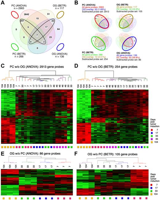 Figure 2. Gene expression changes during tumor progression in study 1 (initial study). (A) A Venn diagram showing the number of gene sets found to be significantly variable by ANOVA and BETR analysis of PC and OG samples. Overlap of genes from the different analyses and different samples is indicated. The list of gene sets revealed by ANOVA and BETR analysis of both gene sets, before removal of overlapping genes, can be found in supplemental Tables 1 through 4. (B) Venn diagrams that illustrate the gene subtraction approach used in this study. The ANOVA-revealed PC gene set (top left) consists of 2963 gene probes (red oval), 50 of which also occurred in the ANOVA-revealed OG gene set (blue cone). Thus, the corrected or subtracted ANOVA-PC gene set consists of 2913 gene probes. The same algorithm applies to the BETR-revealed PC gene set (bottom left), the BETR-revealed OG gene set (top right) and the ANOVA-revealed OG gene set (bottom right). (C-F) Heat maps of changing genes during tumor progression in LMD-isolated PC samples or nondissected, whole-tissue OG samples after removal of gene sets, as described in panel B. Differentially regulated genes identified by either ANOVA or BETR analyses were subjected to unsupervised hierarchical clustering. Up- and down-regulated genes are indicated by red and green, respectively. Time of tumor induction is indicated by colored squares and dendrograms below and above heat maps, respectively. N.B.: The day 46 OG samples are not included in the analyses shown here, because only 2 day 46 samples proved to be of suitable quality for analysis, and BETR analysis requires all groups to contain the same number of samples (3, in the case of samples for days 7, 17, 33 and 104).