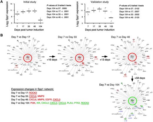 Figure 5. Tumor progression–dependent changes are seen in Spp1 expression and in other genes in the Spp1 network. (A) The time course of the mean expression level of Spp1, secreted phosphoprotein 1 (better known as osteopontin) in the PC samples of study 1 (left) and study 2 (right). In both studies, the expression of Spp1 in frank tumor cells (days 104/105) was significantly lower (P < .05) than in tumor precursors, regardless which time of tumor induction (days 7-49) was used for t test analysis. (B) Ingenuity pathways analysis (IPA) comparisons of the Spp1-dependent gene network from study 1 on days 7 vs 17 (top row, left), days 7 vs 33 (center), days 7 vs 46 (right) and days 7 vs 104 (bottom row, right). Spp1 and Spp1-regulated target genes are in the center and periphery of network diagrams, respectively. Spp1 targets that were significantly up-regulated when the relatively high Spp1 level on day 7 exhibited further incremental increases (days 17-46) are highlighted in red to the bottom left: Rock2, Cxcl3, Cxcl6, EGFR, MMP9 (P < .001, > 3-fold differences). Spp1 targets that were significantly down-regulated in accordance with the drop in Spp1 levels on day 104 are highlighted in green (P < .001, > 3-fold differences). Note that 3 genes found to be up-regulated in earlier comparisons (Cxcl3, Cxcl6, Rock2) are now found to be significantly down-regulated. Similar results were obtained when the Spp1 network in study 2 was analyzed (not shown).