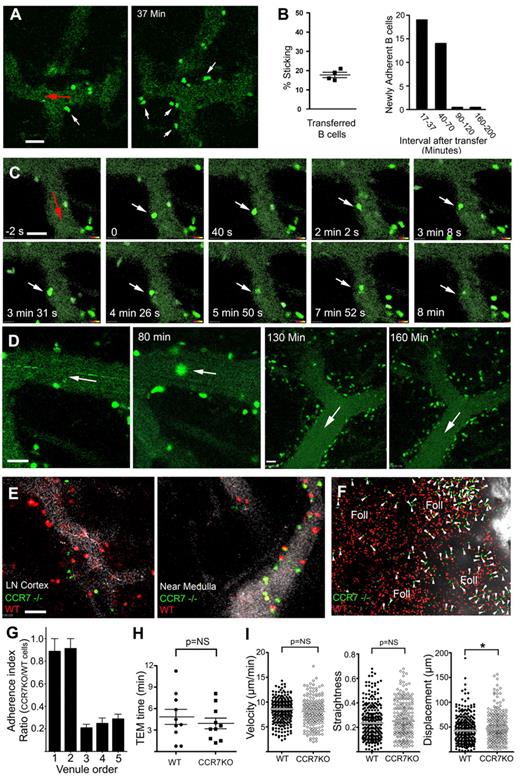 Figure 1. Entrance of B cells through LN HEVs. (A) Firm adhesion of transferred B cells. Two images acquired by TP-LSM at 17 and 37 minutes after adoptive B-cell transfer. HEVs outlined by fluorescent nanodots. White arrows indicate transmigrating cells and red arrow direction of blood flow. (B) B cells adhere to the endothelium. The percentage of rolling B cells observed to adhere in 4 separate experiments (left panel) over a 10-minute imaging interval. The number of newly adherent B cells that persisted for at least a minute noted over the indicated time intervals in a single HEV outlined by fluorescent nanodots (similar results in 3 other experiments, right panel). (C) Transmigration of a B cell. Individual images from TP-LSM that illustrate the transmigration of fluorescently labeled B cell (white arrows). Direction of blood indicated with a red arrow. Time is from the initial adhesion. (D) Prolonged association of B cells with HEVs. Individual images from TP-LSM of HEVs revealed by fluorescent nanodots showing transferred B cells at 30 and 80 minutes after transfer in the same HEV, and at 130 and 160 minutes after transfer in another HEV. White arrows show direction of blood flow. (E) Differential usage of HEVs by wild-type and Ccr7−/− B cells. Different HEVs, 1 in the LN cortex (left image) and 1 located near the LN medulla (right image). HEVs revealed by fluorescent nanodots before adoptive transfer of wild-type (red) and 3 times as many Ccr7−/− (green) B cells. Images acquired by TP-LSM. (F) Differential localization of wild-type and Ccr7−/− B cells in the LN. Equal numbers of wild-type and Ccr7−/− B cells were transferred 24 hours before TP-LSM. The location of the medullary region was identified by injection of an LYVE-1 antibody to outline its strong lymphatic staining. Four LN follicles (Foll) are present in the image. Arrowheads indicate Ccr7−/− B cells. Scale bars are 30 μm. (G) Ratio of adherent wild-type B cells to Ccr7−/− B cell on HEVs fractionated by vessel diameter. Venule order 1 through 5 are: > 50 μm, 40-50 μm, 30-40 μm, 20- 30 μm, and < 20 μm, respectively. (H) Transmigration of adherent wild-type and Ccr7−/− B cells. Time for TEM of individual cells measured between images acquired 5 to 35 minutes after transfer. No significant difference in the TEM times was found. (I) Velocity, straightness, and displacement of wild-type and Ccr7−/− B cells were analyzed using images 3 to 4 hours after transfer (*P < .05).