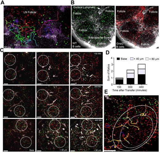 Figure 2. Entrance of B cells into LN follicles. (A) Recently arrived B cells avoid the LN follicle. Fluorescent nanodots were used to outline HEVs. Adoptively transferred B cells (green) were tracked between 40 minutes and 2 hours after transfer by TP-LSM in the vicinity of a LN follicle defined by labeled B cells (red) transferred 24 hours earlier. Individual tracks are shown in different colors. Images acquired every 15 seconds, 21 slices separated by 6 μm. (B) Many Gnai2−/− B cells fail to access the LN follicle. Wild-type (green) and Gnai2−/− (red) B cells were adoptively transferred 2 days before imaging. Red channel and green channel from the same image are shown. The lymphatics were outline by injecting labeled antibody against LYVE-1 (white) subcutaneously near the tail base. (C) B cells enter the LN follicle from the base. Three separate mice imaged at 150 minutes, 300, and 440 minutes after transfer of B cells (green). Follicles outlined with white circle based on the location of B cells (red) transferred the day before. Shown are images from 3 slices for each time period located at the base, at 40 microns, and 80 microns above the base. (D) Location of newly entering B cells in the LN follicle. The ratio of newly transferred to previously transferred B cells in base region, 40 microns, and 80 microns closer to the capsule is shown. The 3 ratios were summed. The results are from the analysis of imaging 8 follicles. (E) Tracking B cells entering the LN follicle. Newly-transferred B cells (green) were imaged by intravital TP-LSM for 1 hour starting at 3 hours 30 minutes after transfer every 15 seconds. For each time point, 21 slices were collected at 6 μm intervals. B cells (red) were transferred 24 hours before imaging to outline the follicle. Individual cell tracks are shown of B cells entering the LN follicle (outer circle) and crossing into the center region (dotted circle). Scale bars are 50 μm.