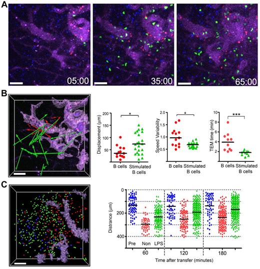 Figure 3. Stimulated B cells show distinctive behavior compared with that of nonstimulated B cells. (A) Still images acquired at the indicated time points from an hour intravital imaging shows the localization of adoptively transferred nonstimulated (red; CMTMR) or LPS-stimulated B cells (green; CMFDA). The dimension of LN follicle was visualized by previously transferred B cells (blue; CMAC) and HEVs were visualized with by the intravascular injection of quantum dot 705 (purple). The stimulated B cells were cultured overnight in the presence of LPS (1 μg/mL) and transferred simultaneously with freshly isolated B cells. (B) The image shows displacements of nonstimulated (red color arrows) or LPS-stimulated B cells (green color arrows) from the HEVs. The HEVs are highlighted (light purple) using the surfaces function in the Surpass view of Imaris. The tracks were randomly selected from tracks having durations greater than 10 minutes in an hour-long video. The individual tracks were analyzed to assess displacement and speed variability. Time for TEM of individual cells measured between images acquired 5 to 65 minutes after transfer (*P < .05; ***P < .0001). (C) Most LPS-stimulated B cells enter into B-cell follicles by 3 hours after transfer. The image shows the distribution of transferred B cells 3 hours after transfer. Pretransferred B cells (blue color spot) delineate the LN follicle. Locations of nonstimulated B cells (red), stimulated B cells (green) shown as colored balls. The HEVs are delineated by a light purple color. The graph shows the distance between each cell and a designated center of the LN follicle at various time points after cell transfer. The black bar is the mean value of each group. Scale bars are 50 μm. This experiment is representative of 3 performed.