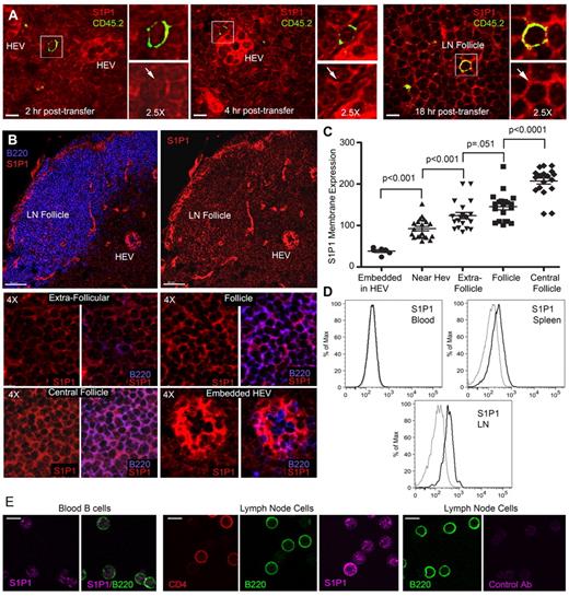 Figure 4. S1P1 receptor expression varies on B cells in the LN. (A) Recently arrived B cells have low S1P1 receptor expression. CD45.2 B cells transferred into CD45.1 mice. LN sections from inguinal LNs of recipient mice were analyzed at 2, 4, and 18 hours after transfer by immunostaining for CD45.2 (green), S1P1 receptor (red), and confocal microscopy. For each condition a composite image is shown to the left along with zoomed (2.5-fold) composite (above) and S1P1 receptor (below) images to the right. S1P1 receptor expression is indicated by an arrow. Similar results were obtained from 2 separate adoptive transfers using 3 recipient mice in each experiment. The strong S1P1 receptor signal arises from the HEV endothelial cells (HEVs). (B) Variation in S1P1 receptor expression at different sites in the LN. Confocal images of LN sections immunostained for B220 (blue) versus S1P1 receptor (red) are shown to the right and S1P1 receptor alone to the left. Scale bars are 50 μm. Eight small images (4× zoom) are shown below from the indicated sites in the LN. Both an S1P1 receptor and a B220/S1P1 receptor image are shown for each location as indicated. (C) Quantification of S1P1 receptor expression. Levels of S1P1 receptor on B cells at various sites in the inguinal LN were quantified by transferring the images to Imaris for analysis of fluorescent intensity. The results are representative of 1 of 4 experiments preformed. Each symbol represents the S1P1 receptor fluorescence of an individual B cell from the indicated sites. Shown are the mean and the standard deviation. The pairwise comparison of adjacent columns was performed using Mann-Whitney test. (D) Flow cytometry of S1P1 receptor expression on blood, spleen, and lymph node B cells. Fixed and permeablized blood, spleen, and lymph node B cells were immunostained for S1P1 expression and analyzed by flow cytometry. Gray line is isotype control. (E) Immunocytochemistry for S1P1 receptor expression on blood and LN B cells. Fixed and permeablized blood cells (first and second panels) were immunostained for B220 (green) and S1P1 receptor (magenta). B220 alone and B220 plus S1P1 are shown. Fixed and permeablized LN cells (third, fourth, and fifth panels) were immunostained for CD4 (red), B220 (green), and S1P1 receptor (magenta). Individual panels are shown. Fixed and permeablized LN cells (sixth and seventh panels) were immunostained for B220 (green) and a control antibody (magenta). Individual panels are shown. All scale bars are 7 μm unless specified otherwise.
