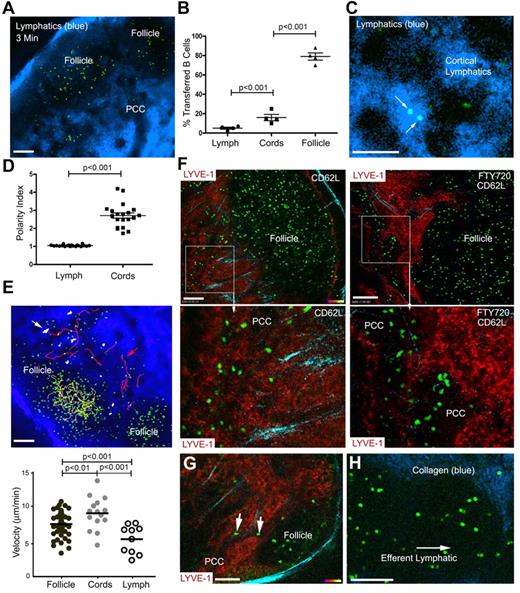 Figure 6. B cells exit the LN follicle into adjacent lymphatics or into the PCCs. (A) Lymphatics outlined by fluorescent nanodots in the lymph. B cells (green) adoptively transferred the day before imaging. Fluorescent nanodots injected subcutaneously near the tail of the recipient 3 minutes before image (single slice) was acquired by TP-LSM. (B) Percentage of transferred B cells in the lymph, PCCs, and LN follicle. The results from the analyses of 4 separate experiments and shown as percentage of total cells in the follicle, PPC, or in the lymph. The image depth from the capsule was approximately 150 μm. (C) Localization of B cells in the lymph. Shown is a TP-LSM image of transferred B cells (green) in the lymph. (D) Polarity index of B cells in the lymph and the PCCs. Polarity index is calculated by dividing the long axis by the short axis of each cell. Individual cells shown. (E) Tracking B cells in the lymph, LN follicle, and PCCs. TP-LSM was used to track and measure the velocity of B cells in the LN follicle (yellow tracks), PCCs (red tracks), and in the lymph (white) of an inguinal LN. The tracks are shown superimposed over an image and individual velocities plotted below. (F) Location of B cells after blocking entrance or blocking entrance and egress. Left images are from TP-LSM of B cells (green, transferred 42 hours earlier) in the LN of a mouse that received CD62L antibody 24 hours after the cell transfer. Lymphatics (red) revealed by injecting labeled LYVE-1 antibody subcutaneously 12 hours before imaging. In the right 2 images the experimental conditions were similar however FTY720 was injected 18 hours after the cell transfer. Bottom images are from outlined regions in the top images. (G) LN B cells exiting the LN follicle into a PCC. A single image is shown from TP-LSM of the inguinal LN that captures 2 B cells (green) exiting into a PCC. LYVE-1 antibody used to reveal the lymphatics. (H) Transferred B cells in a major LN efferent lymphatic. Adoptively transferred B cells (green) flowing in one of the major efferent lymphatics. Collagen is blue. The pair-wise comparisons of indicated columns were performed using Mann-Whitney test. Scale bars are 100 μm.