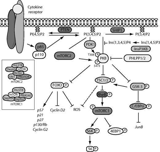Figure 1. Schematic representation of the PI3K/PKB signaling module. Activation of PI3K by receptor stimulation results in the production of PtdIns(3,4,5)P3 at the plasma membrane. PKB subsequently translocates to the plasma membrane where it is phosphorylated by PDK1 and the mTORC2 complex. On phosphorylation, PKB is released into the cytoplasm where it can both inhibitory phosphorylate multiple substrates, including FoxO transcription factors and GSK-3, and induce the activity of other substrates, such as mTOR as part of the mTORC1 complex. Negative regulators of the PI3K/PKB signaling module include PTEN, SHIP1, Ins(1,3,4,5)P4, and PHLPP1/2.