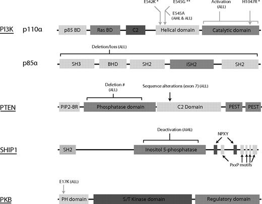 Figure 2. Schematic representation of the known mutations in the PI3K/PKB signaling module in leukemia. Aberrant regulation of the PI3K/PKB signaling module has been found in a large group of patients with leukemia. However, only few mutations are known to directly affect hematopoiesis. Mutations indentified in leukemic cells are indicated above the linear (unscaled) representations of PI3K, SHIP, PTEN, and PKB. Grey arrows/lines indicate activating mutations; black arrows, inactivating mutations/deletions. *Mutations found in AML and ALL cell lines. **Mutation found in CML cell line. #Mutations inducing leukemia in mouse model. BD indicates binding domain; C2, C2 domain (putative membrane binding domain); SH2, Src homology 2 region (tyrosine-phosphorylated residue binding region); BHD, Bcr homology domain; SH3, Src homology 3 region (proline-rich protein-protein interaction region); and BR, binding region.