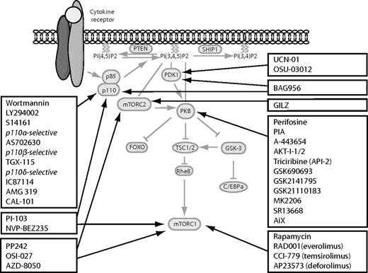 Figure 3. Schematic representation of the PI3K/PKB signaling module and the available inhibitors inhibiting this pathway. Several inhibitors have been developed to inhibit aberrant regulation of the PI3K/PKB signaling module in leukemia. These inhibitors target single or multiple proteins in the pathway. Black boxes represent groups of similar inhibitors; and black arrows, the specific target of the inhibitors.