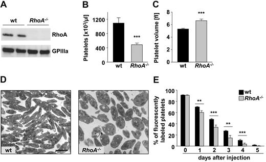 Figure 1. RhoA−/− mice display a distinct macrothrombocytopenia but only moderately reduced platelet life span. (A) Analysis of RhoA expression in wild-type (wt) and RhoA−/− platelets by Western blot. Expression of GPIIIa was used as loading control. Peripheral platelet counts (B) and platelet volume (C) of wt and RhoA−/− mice measured with a blood cell counter are depicted. Data are presented as mean ± SD of 8 mice per group and are representative of 3 individual measurements. Fl indicates femtoliter. (D) Representative transmission electron microscopy pictures of resting wt and RhoA−/− platelets. Scale bar represents 2 μm. (E) Determination of the platelet life span in wt and RhoA−/− mice. Mice were injected with a DyLight 488–conjugated anti-GPIX Ig derivate (0.5 μg/g body weight) to label platelets in vivo. Results are percentage of fluorescently labeled platelets at the indicated days after injection as determined by flow cytometry. Values are mean ± SD of 5 mice per group (**P < .01; ***P < .001).