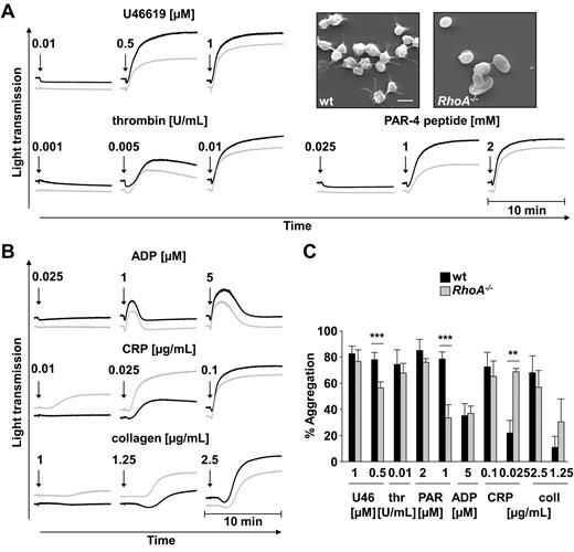 Figure 2. Defective shape change after G13 stimulation and partially reduced aggregation in RhoA−/− platelets. Washed platelets were stimulated with the indicated agonists, and light transmission was recorded on a Fibrintimer 4-channel aggregometer. ADP measurements were performed in prp. (A-B) Representative aggregation curves of 3 individual experiments and representative scanning electron microscopy pictures of wt and RhoA−/− platelets after stimulation with 0.01μM U46619 (right) are depicted. Scale bar indicates 2 μm. (C) Mean percentage of maximal aggregation ± SD of each group (**P < .01; ***P < .001). U46 indicates U46619; thr, thrombin; PAR, PAR-4 peptide; and coll, collagen.