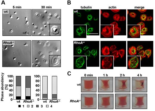 Figure 4. RhoA−/− platelets spread normally on fibrinogen but fail to mediate clot retraction. (A-B) Washed platelets of wt and RhoA−/− mice were allowed to spread on fibrinogen (200 μg/mL) after stimulation with 0.01 U/mL thrombin. (A) Representative differential interference contrast images of 3 individual experiments from the indicated time points (top) and statistical evaluation of the percentage of spread platelets at different spreading stages (bottom). 1, roundish; 2, only filopodia; 3, filopodia and lamellipodia; and 4, full spreading. Scale bar represents 5 μm. (B) Analysis of filamentous actin (red) and tubulin (green) structure in spread (30 minutes) RhoA−/− and wt platelets by confocal microscopy. Scale bar represents 5 μm. (C) Clot retraction of prp on activation with 5 U/mL thrombin in the presence of 20mM CaCl2 at the indicated times. Representative images of 2 different experiments are depicted.