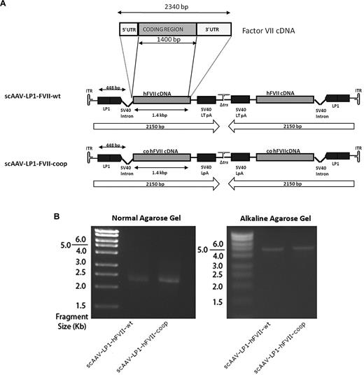 Figure 2. Construction and evaluation of human FVII AAV vectors. (A) Schematic of the human FVII constructs. In scAAV-LP1-FVII-wt, the coding region of the human FVII cDNA without the 3′ and 5′ UTRs was inserted into our scAAV backbone downstream of the LP1 and followed by the SV40 virus large T Ag poly-A signal. scAAV-LP1-FVII-coop is identical to scAAV-LP1-FVII-wt except that the wild-type human FVII cDNA has been replaced with a codon-optimized cognate. (B) Genomic configuration of the scAAV-LP1-FVII-wt and scAAV-LP1-FVII-coop provirus is shown under native (left) or alkaline (right) conditions.