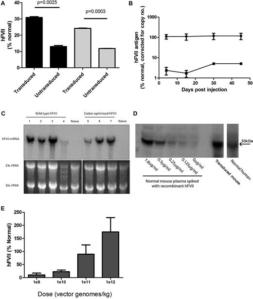 Figure 3. Evaluation of AAV-mediated FVII expression. (A) FVII Ag (left side, ■) and activity (right side, ▩) in supernatant harvested from HepG2 cells 72 hours after the final transduction with scAAV8-LP1-hFVII-coop at an moi of 1 × 105 vg/cell/d over 4 days. (B) Human FVII levels in plasma of male C57Bl/6 mice following a single tail vein administration of 2.8 × 1012 vg/kg scAAV-encoding human FVII (circles = hFVII-coop, squares = hFVII-wt). (C) Top panels: Northern blot showing total human FVII mRNA levels in the liver of mice transduced with 2.8 × 1012 vg/kg scAAV-LP1-FVII-wt (left) and scAAV-LP1-FVII-coop (right) compared with control untransduced animals (naive). Bottom image: Ethidium-stained agarose gel showing equal loading of liver RNA before transfer onto the nitrocellulose membrane. (D) Representative Western blot showing that human FVII-coop expressed following scAAV-mediated gene transfer (transduced mouse) has the same molecular weight as recombinant FVII and FVII detected in human pooled plasma. Serial dilution of recombinant FVII in naive mouse plasma suggests that the amount of human FVII in the experimental animal is > 1 μg/mL. (E) Human FVII levels in mice at 6 weeks after a single tail vein injection of between 1 × 109-1 × 1012 vg/kg scAAV-LP1-FVII-coop. Results are shown as means ± SEM.