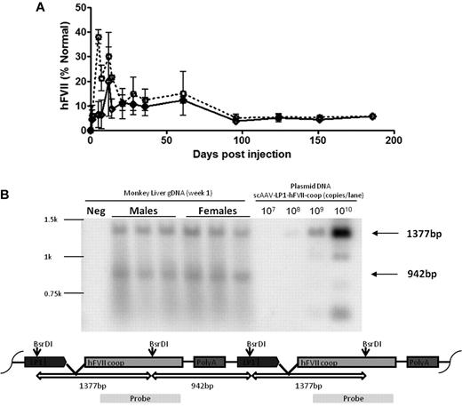Figure 4. AAV-mediated expression of codon-optimized hFVII in monkeys. (A) Human FVII levels over time in male (N = 3, dotted line) and female (N = 3, solid line) adult monkeys following a single peripheral vein administration of 4 × 1011 vg/kg scAAV5-LP1-hFVII-coop. (B) Southern blot of DNA extracted from male and female rhesus monkey liver at 4 weeks after administration of scAAV5-LP1-hFVII-coop following digestion with BsRDI (double cutter) and probed with a hFVII-coop probe. As shown in the schematic, the probe is designed to detect the 1377- and 942-bp fragments expected from digest of head-to-tail concatemers.