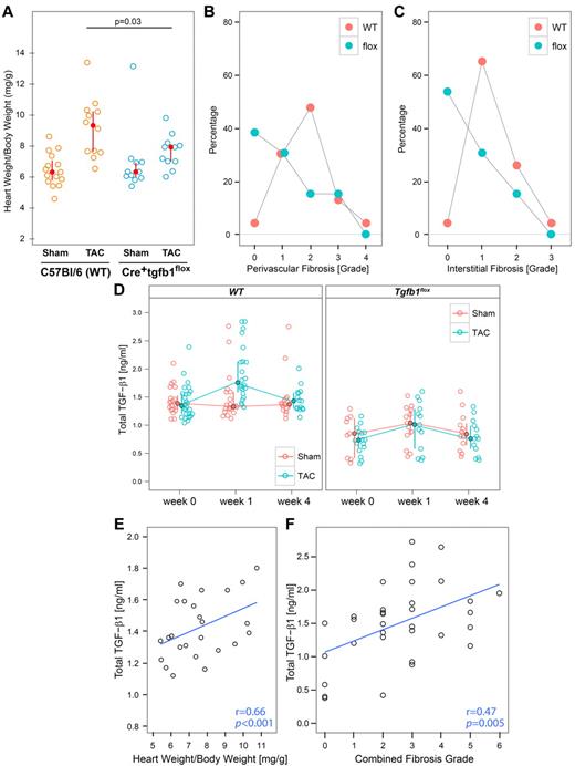 Figure 4. Mice with megakaryocyte-specific gene targeting of TGF-β1 are partially protected from developing cardiac hypertrophy and fibrosis 4 weeks after TAC surgery. (A) Heart weight/body weight ratios as calculated by dividing the weight of the perfused heart by total body weight at the time of harvest (4 weeks after the surgery). (B-C) Mice were euthanized and hearts were perfused and fixed in formalin. Heart sections were stained with trichrome and scored for fibrosis by microscopy on a scale from 0 to 4. (B) Perivascular fibrosis scores. (C) Interstitial fibrosis scores. (D) Pretreatment and postsurgery values of plasma TGF-β1 in experimental animals measured by ELISA. (E) The correlations between plasma total TGF-β1 and heart weight/body weight ratio in individual WT mice (r = 0.66; P < .001). (F) The correlation between plasma total TGF-β1 and the combination of interstitial and perivascular fibrosis grade in individual TAC mice of both genotypes.