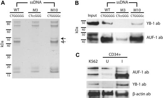 Figure 4. The RNA-binding proteins AUF-1 and YB-1 participate in the β-complex. (A) The β-globin 3′UTR interacts with 2 trans-acting RBPs. K562 cytoplasmic extracts were incubated with agarose-linked ssDNAs encompassing the 15-nt WT15 sequence or with control ssDNAs containing derivative sequences that do not (M3) or do (M10) support β-complex assembly. Retained proteins were resolved by SDS-PAGE. Open and closed arrows indicate differentially bound 42- and 47-kDa bands, respectively. (B) AUF-1 and YB-1 bind specifically to β-globin 3′UTR DNAs. Immunoblots were conducted on retentate from WT15, M315, and M1015 ssDNAs using YB-1 and AUF-1 Abs. Input is 5%. (C) AUF-1 and YB-1 are highly expressed in erythroid-induced CD34+ cells. Cytoplasmic extracts prepared from K562, uninduced (U), and erythroid-induced (I) human CD34+ cells were analyzed by immunoblot using factor-specific or control β-actin Abs.