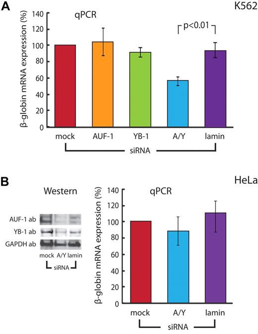 Figure 6. β-globin mRNA levels are dictated by AUF-1 and YB-1 in erythroid cells, but not in nonerythroid cells that do not assemble the β-complex. (A) Coordinate depletion of AUF-1 and YB-1 decreases steady-state levels of β-globin mRNA in erythroid K562 cells. K562β cells were transfected with specific siRNAs targeting AUF-1, YB-1, both AUF-1/YB-1 (A/Y), or control lamin mRNAs. Cytoplasmic extracts were analyzed using factor-specific and control GAPDH Abs (Figure 5B). β-globin mRNA was assessed by quantitative RT-PCR relative to endogenous control β-actin mRNA. The level of β-globin mRNA in mock transfected cells was set at 100%. Bars depict the mean ± SE of 5 independent experiments. (B) β-globin mRNA levels are not significantly affected by coordinate depletion of AUF-1 and YB-1 in cells that express both factors but do not assemble a β-complex in vitro. Left: HeLaβ cells were transfected with siRNAs targeting both AUF-1 and YB-1 (A/Y) or control lamin mRNAs, and immunoblot conducted with Abs against AUF-1, YB-1, and GAPDH. Right: Levels of β-globin mRNA in siRNA-transfected HeLaβ cells were determined relative to internal control β-actin mRNA by quantitative RT-PCR. The level of β-globin mRNA in mock-transfected cells was set at 100%. Bars depict the mean ± SE of 3 independent experiments.