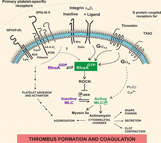 RhoA inside platelets. In response to vascular damage, shear stress, or other prothrombotic factors, the coordinated activation of intracellular signaling proteins by primary adhesion/activation and G protein–coupled receptors, as well as bidirectional signaling by unligated or ligand-bound αIIbβ3, exquisitely controls complex platelet functional responses and ultimately, prothrombotic and procoagulant activity. Pleines et al used megakaryocyte-targeted deletion in mice to identify functional roles for RhoA in platelets in vitro and in vivo.1 Defining how receptor-associated signaling/cytoskeletal proteins are localized and up- or down-regulated over time as platelets are activated to form a thrombus will increase understanding of platelet-related defects where dysregulation can affect platelet size, shape, number and/or quality and lead to bleeding or thrombosis.